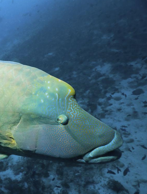 拿破仑鱼到底有多珍贵?日本顶级厨师切开后,真的被惊艳到了!