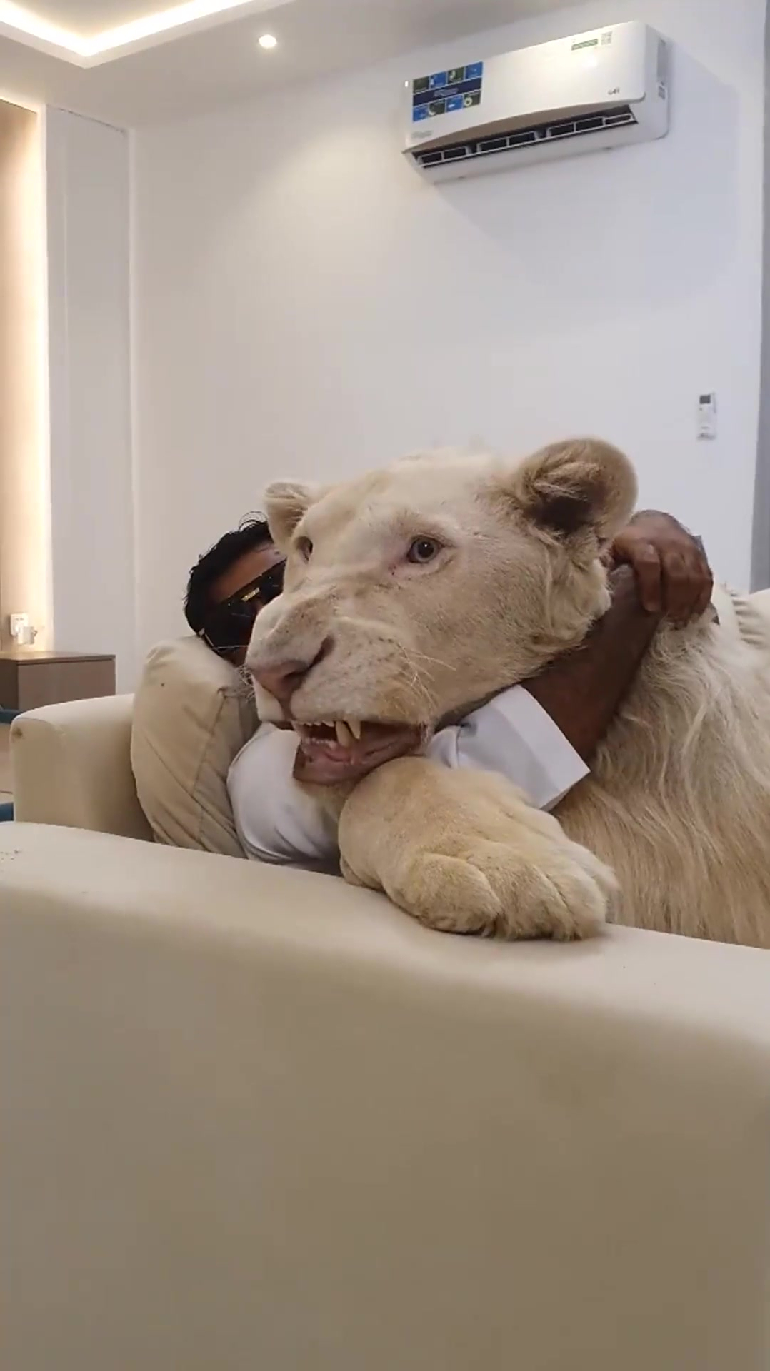 迪拜人的大宠物,身边有这样一只大猫,真的不害怕吗?