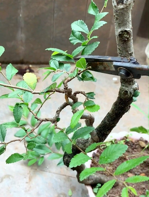 榆树盆景日常修剪,缩龙成寸,一寸三弯!