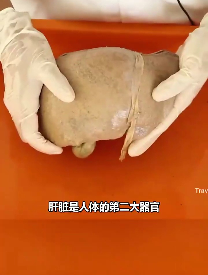 人体标本展示,肝脏是人体的第二大器官