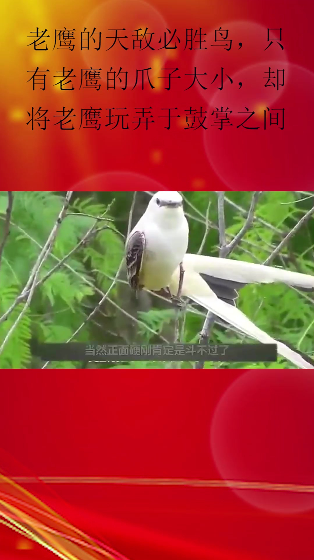 老鹰的天敌必胜鸟只有老鹰的爪子大小却将老鹰玩弄于鼓掌之间