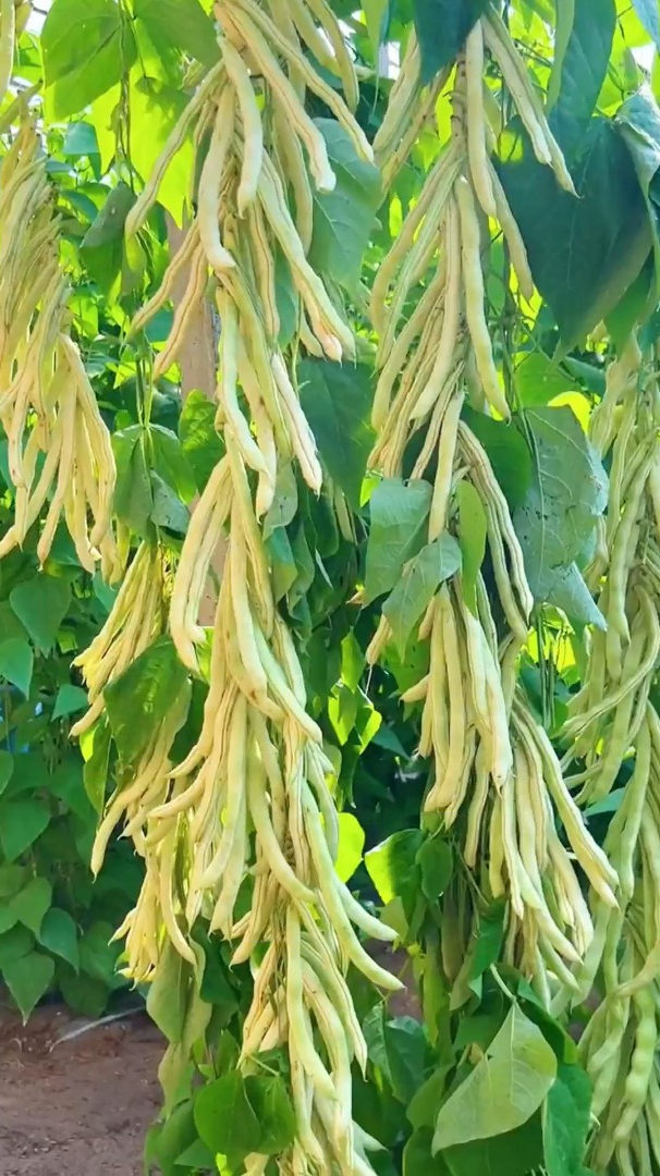 家里有个阳台小院,种一下这个白不老芸豆,白而不老,鲜嫩美味-度小视