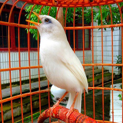 白色的鸟有哪些?