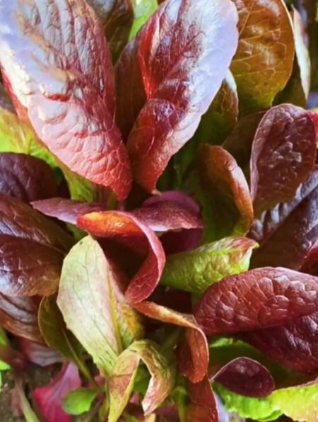 爱种菜怕生虫,这款"咖啡香麦菜",俗称菜园卫士,易种植好管理!-度小视