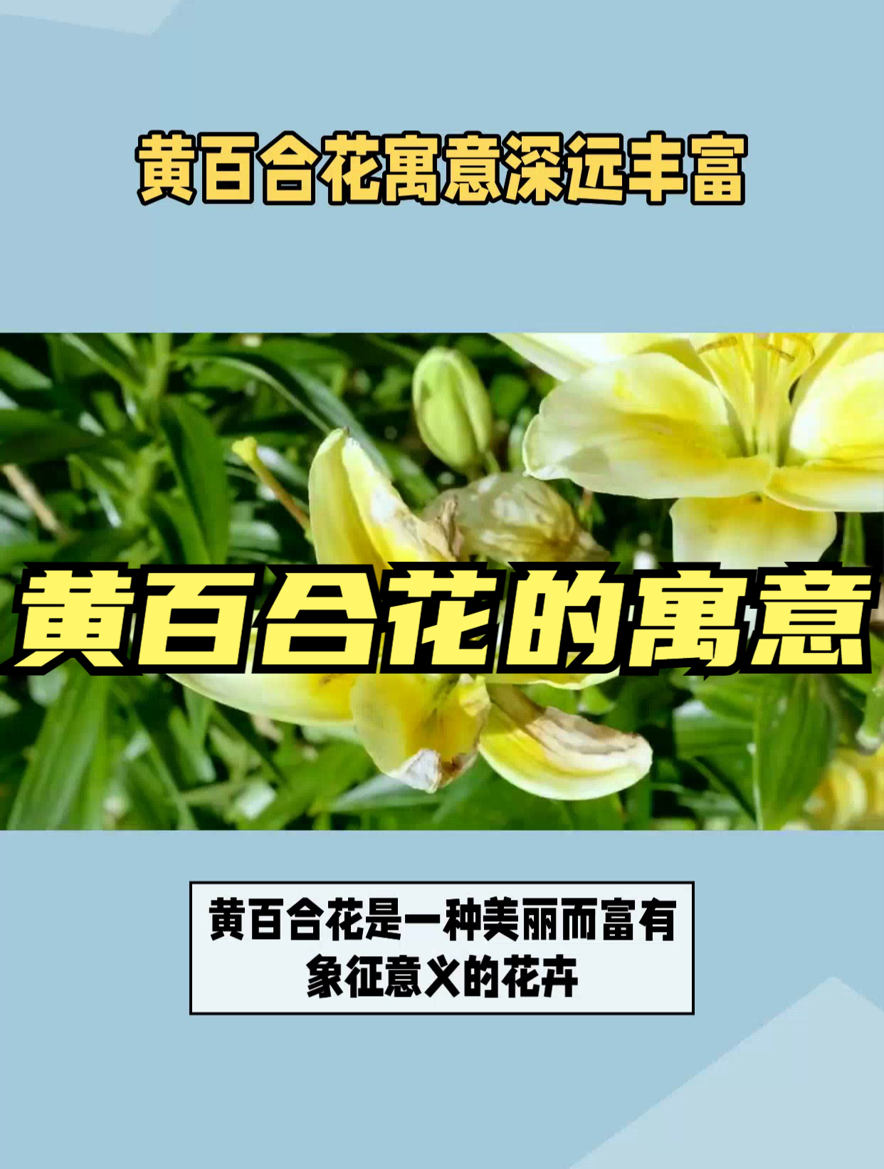 黄百合花寓意深远丰富,原来有这么多寓意!