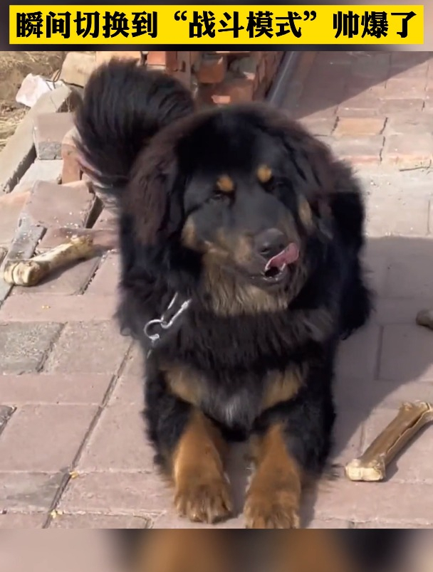 蒙古獒对主人撒娇时突然来了外人,瞬间切换到"战斗模式"帅爆了