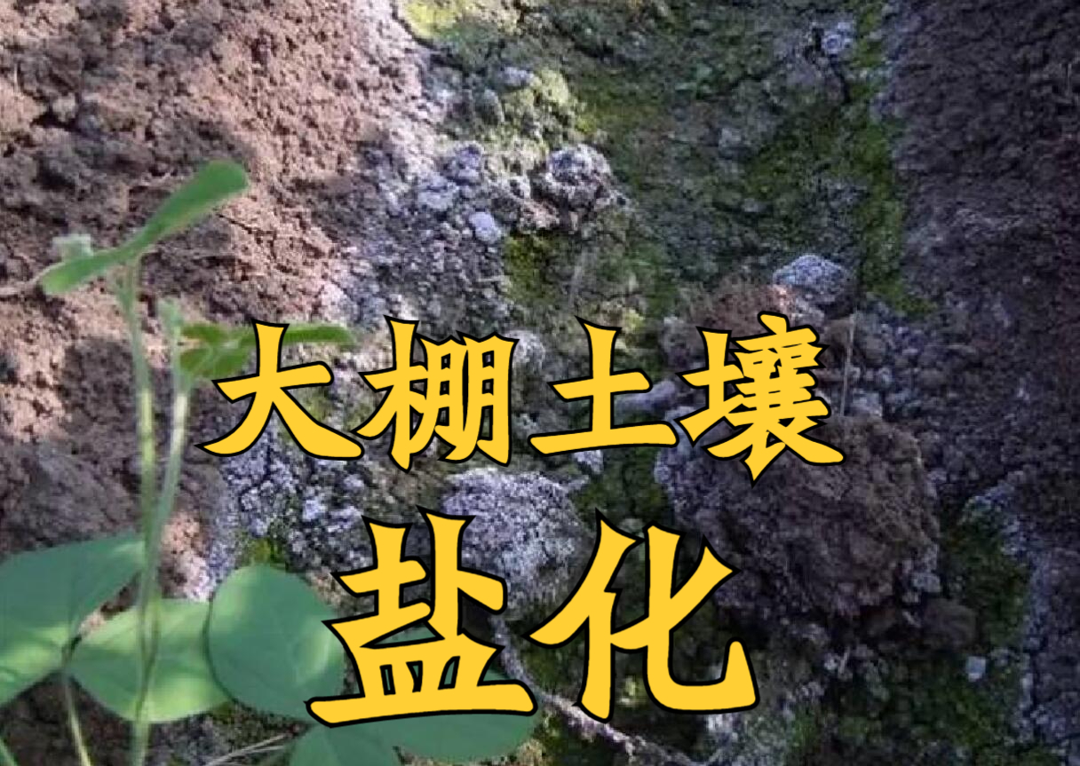 大棚土壤发生盐害,解决方案目前有3种,对号入座即可