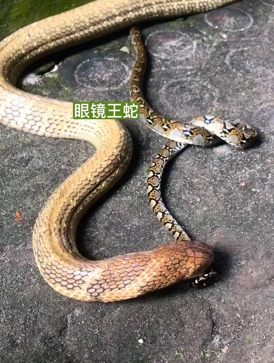 眼鏡王蛇吞吃蟒蛇