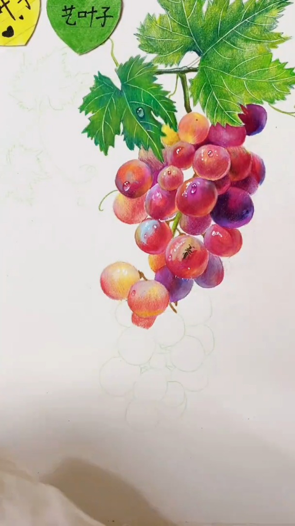 彩铅葡萄串,快来一起学起来