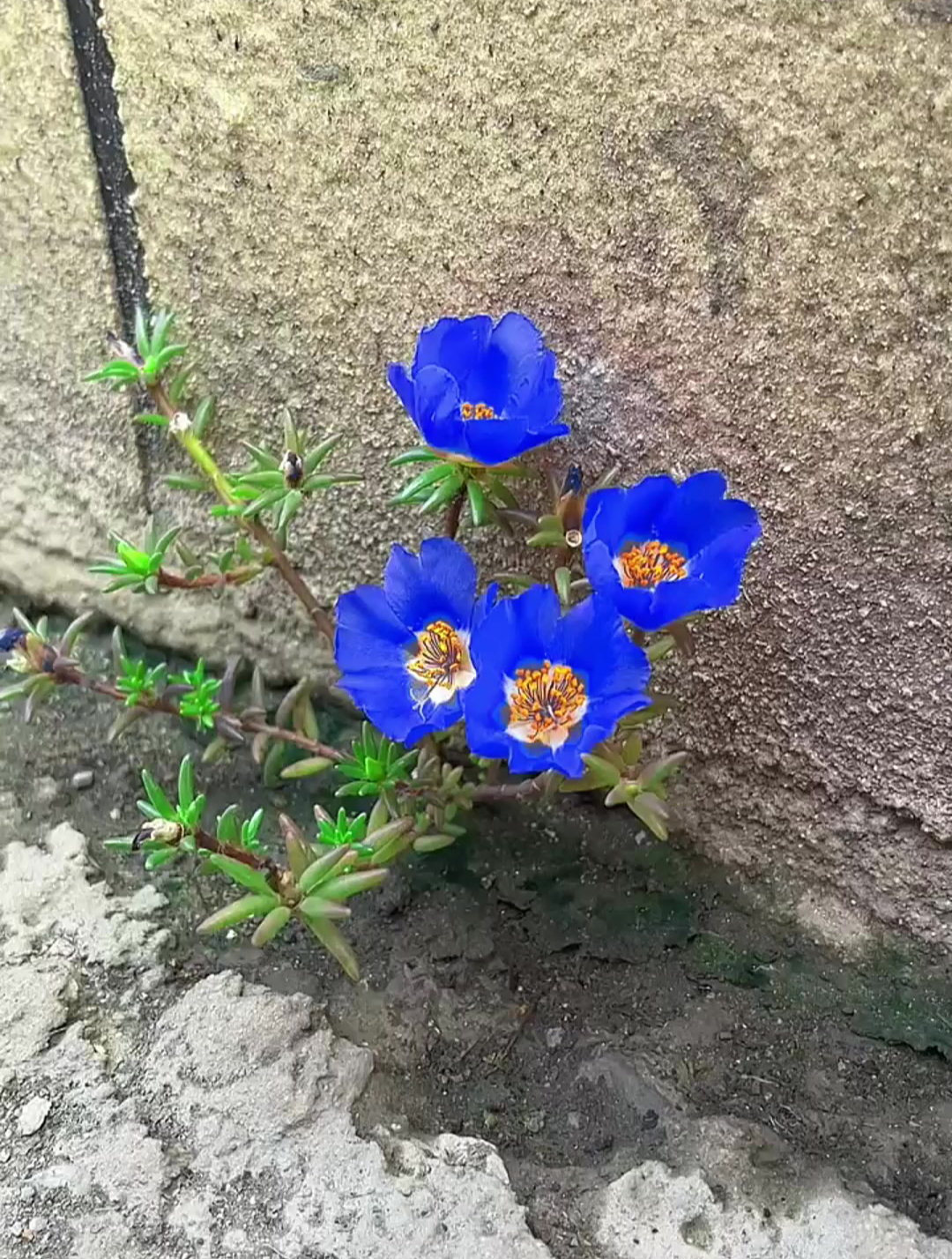 太阳花长什么样 真实图片