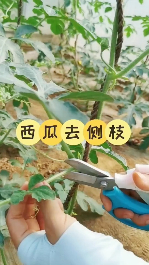 西瓜要去侧枝,才不会疯长秧子,结瓜大,看完你就学会了-度小视