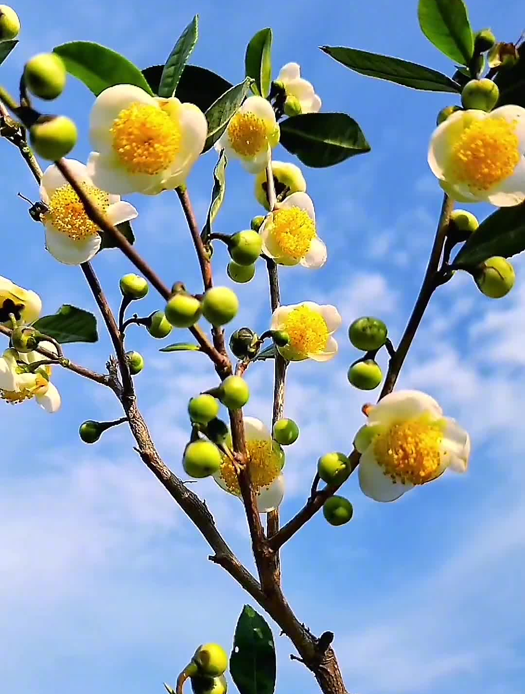 愿你心存美好,所见皆风景!茶树花三九天腊八-度小视