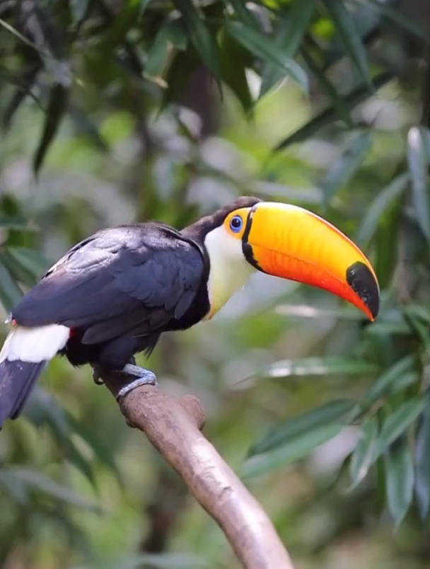 大嘴鸟吃苹果,还挺灵活