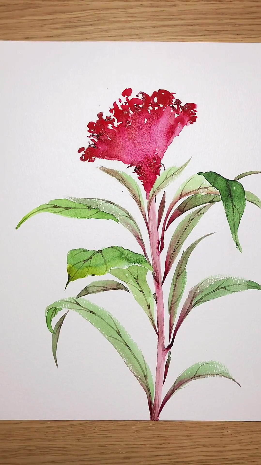 如你所愿,鸡冠花水彩