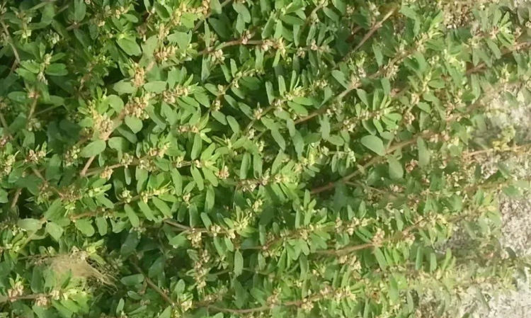 农村一野草,人称"千足草",曾被当成杂草,现在卖13元一斤!