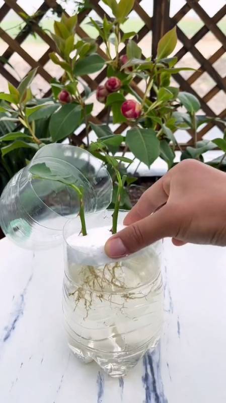 月季水培小技巧多做一步长根快