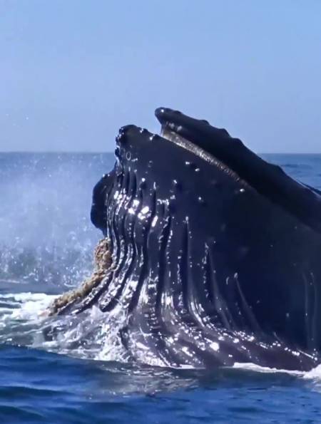 座头鲸通过鲸吞鱼群,将海水从鲸须沥出,然后进食鱼虾