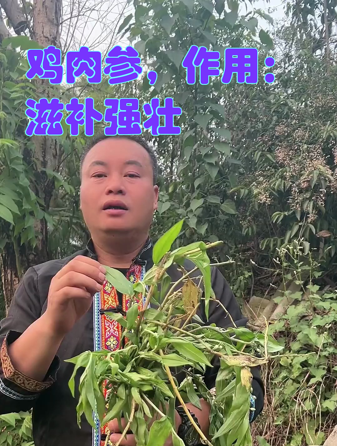 鸡参别名:鸡肉参,作用:《滋补强壮,治产后少乳,久病虚弱》