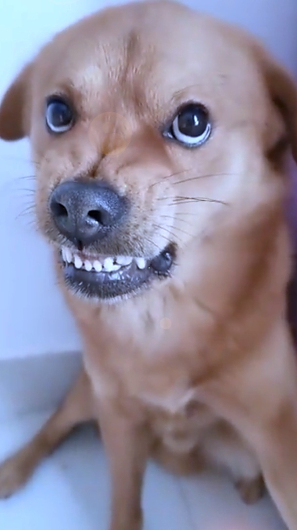 当狗子听到主人唱歌,被气得咬牙切齿,这一幕太逗了!