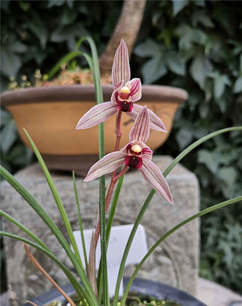 莲瓣兰红舌铭品——丽江红,花色柔和清艳,气味清香,端庄秀丽