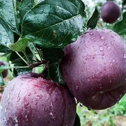 营养丰富的黑钻苹果,不惧严寒,打理轻松,果实甘甜可口