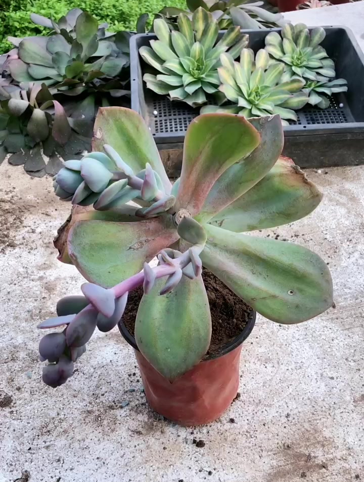 多肉开花剪,再开再深剪,花剑可以扦插