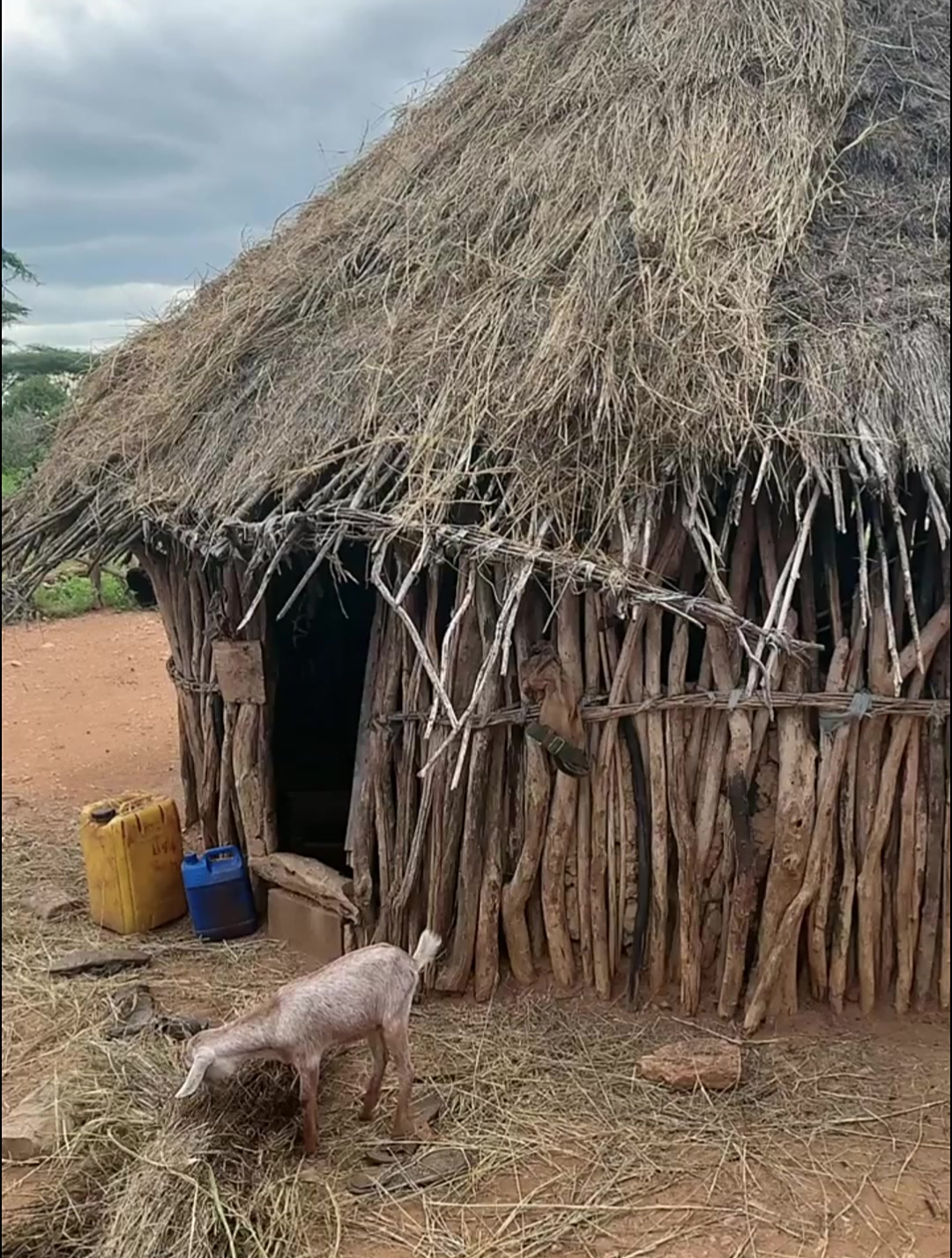 非洲原始部落,房子工程继续