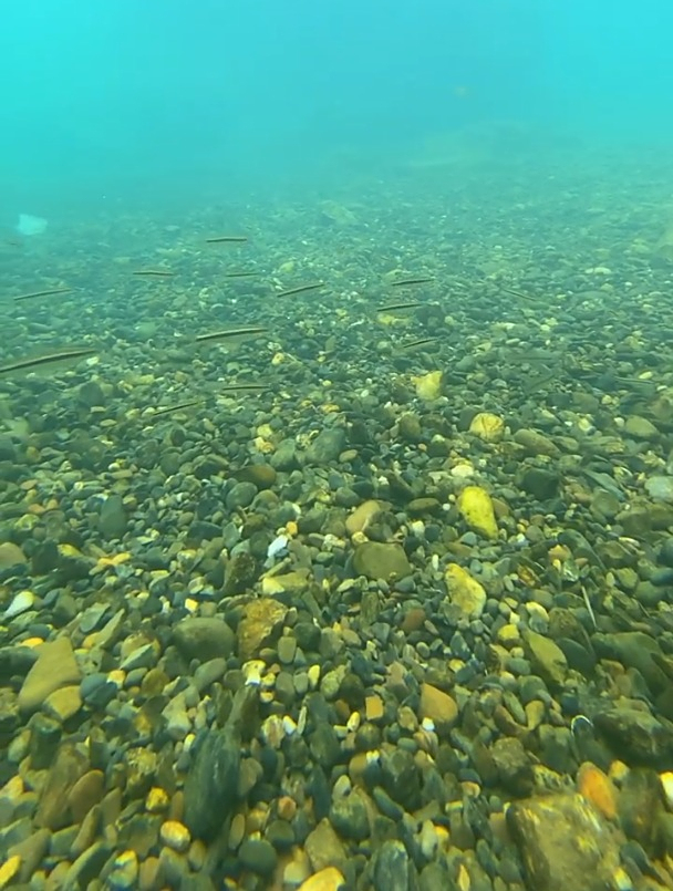 手机高清拍摄小鱼儿游泳水下摄影