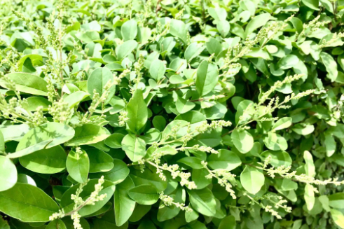 米冬盆景是什么树