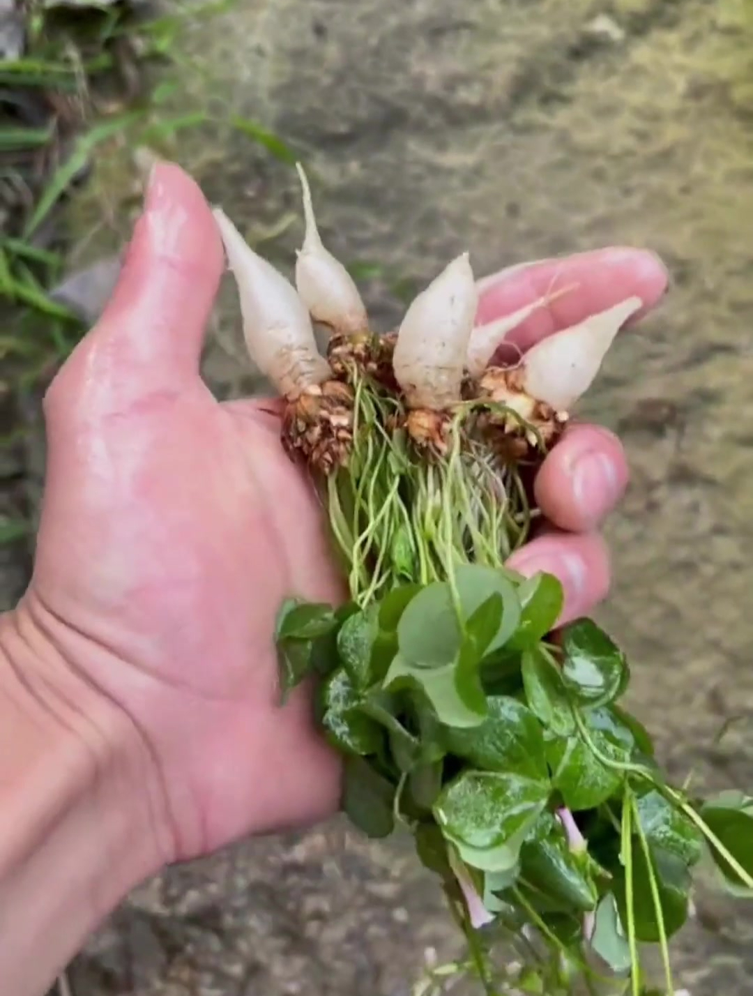 儿时记忆水晶萝卜,有吃过的吗?