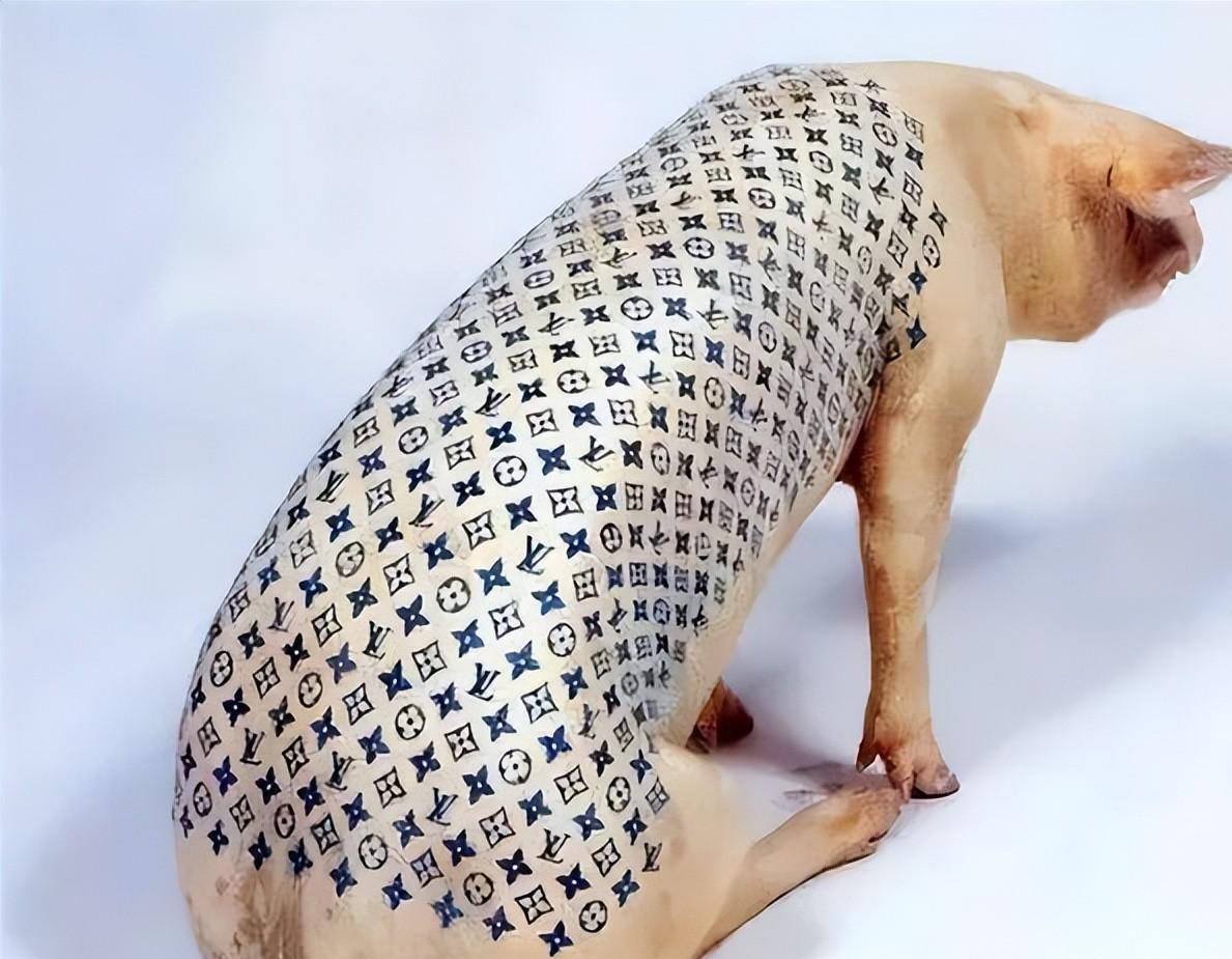 比利时男子给活猪文身还把猪皮卖给了香奈儿一张猪皮赚51万