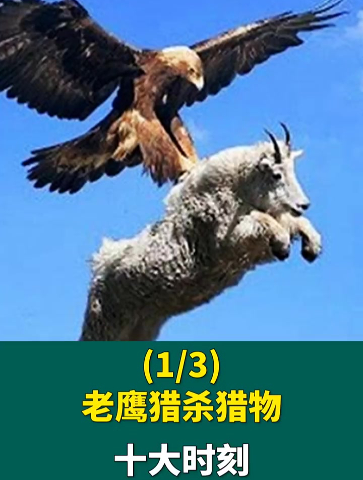 老鹰猎杀的十大名场面
