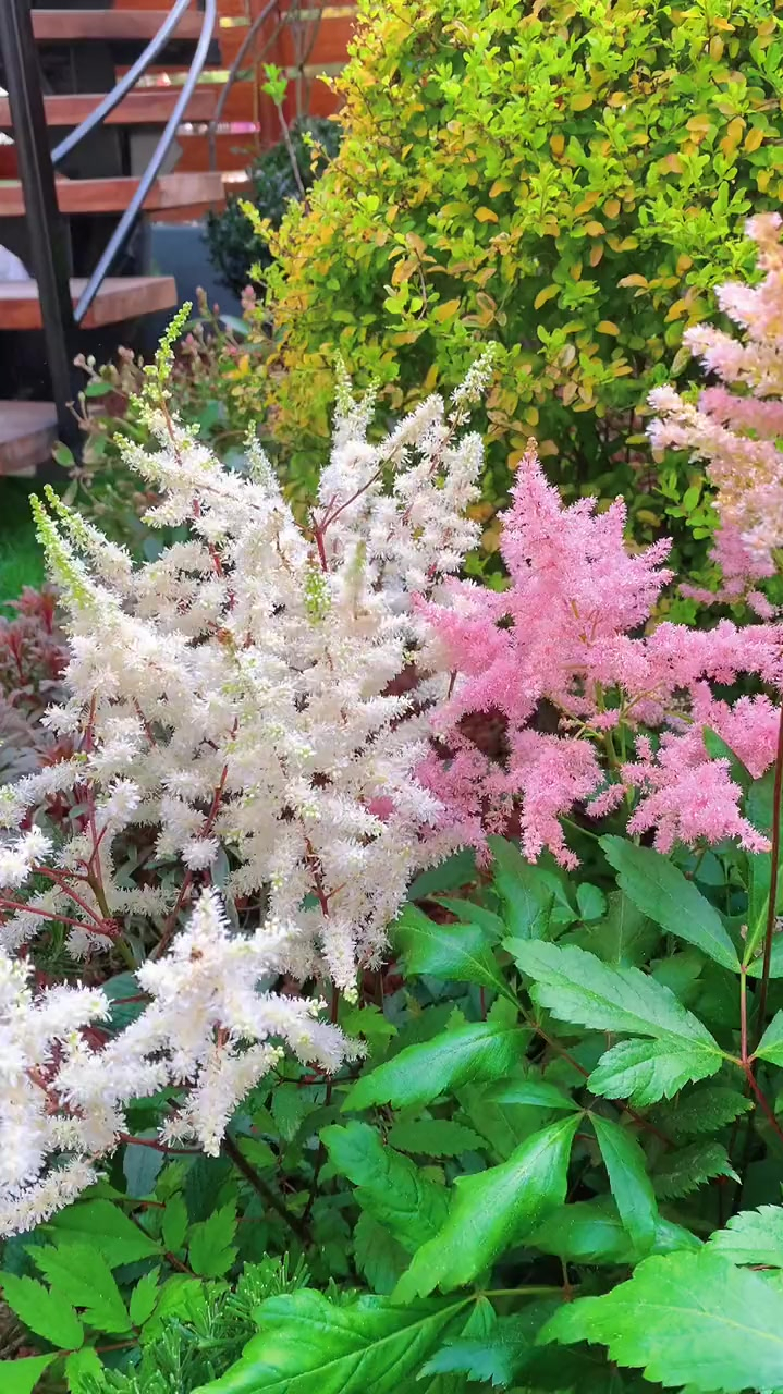 多年生块根植物落新妇,宿根耐寒零下20度耐阴散射光就能开花