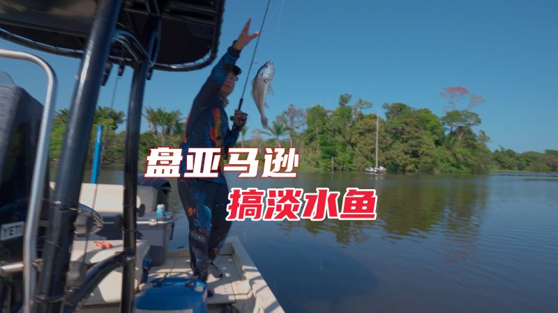 亚马逊森林的古比鱼季节,一年必须去体验一次,比鱼塘里钓鱼都爽,体育,钓鱼,好看视频