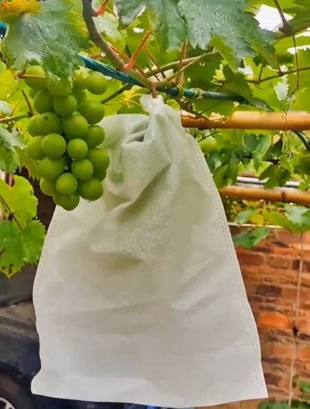 蔬菜瓜果防果蝇防鸟网防虫果树袋葡萄套袋防鸟神器果蔬-度小视