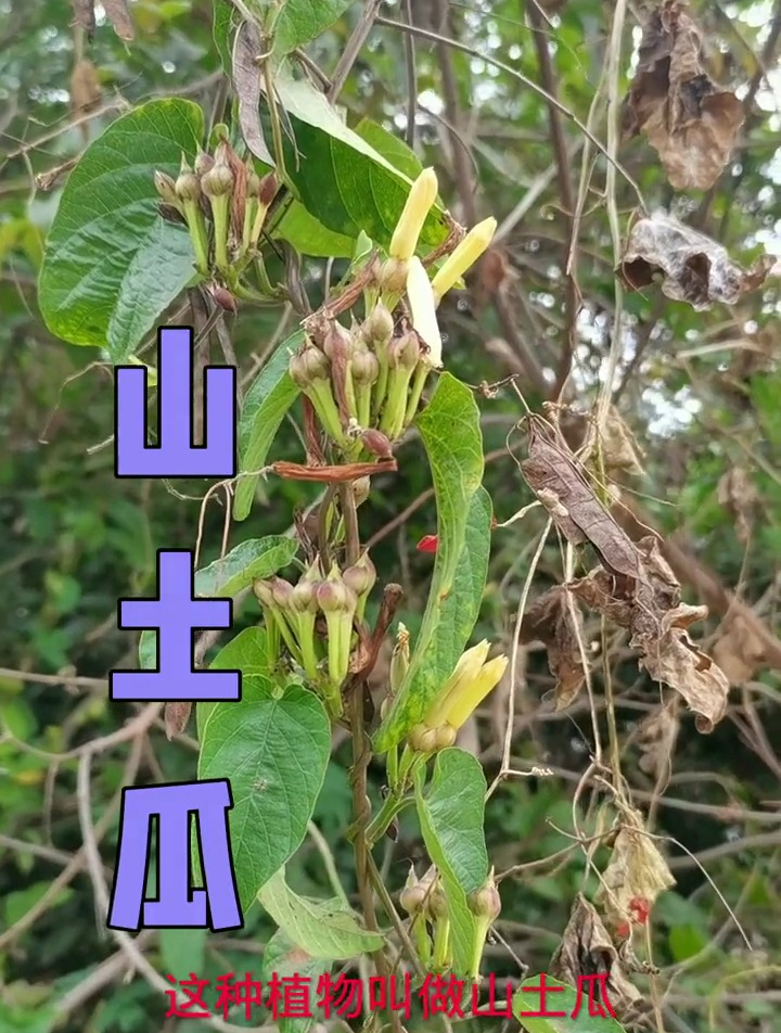 山土瓜,又叫野红苕,你们那里有吗?
