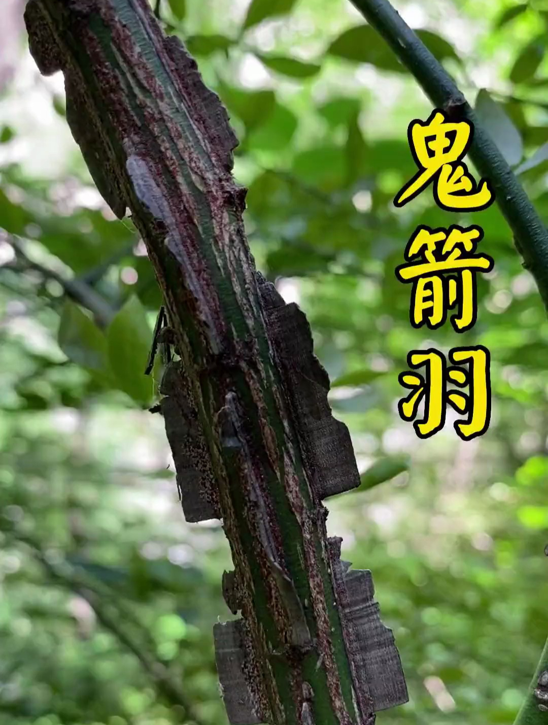 没想到鬼剑羽上的小翅膀还有大作用