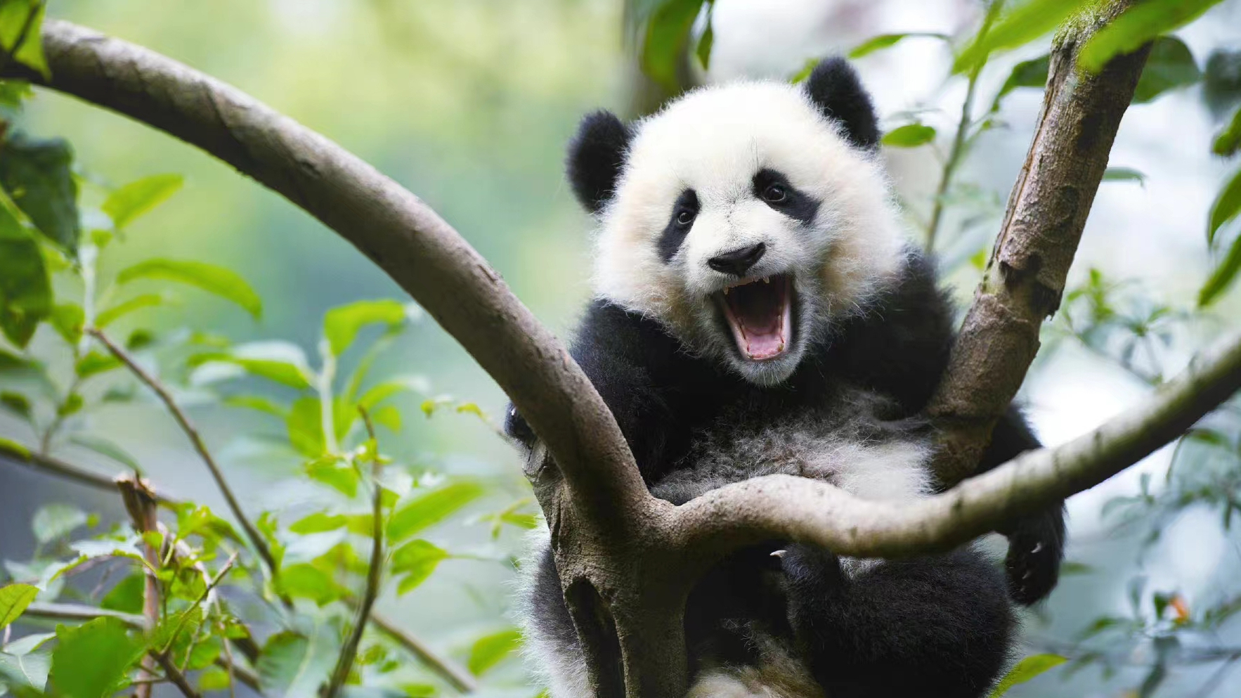 熊猫,是国宝,熊猫眼,只是我的宝