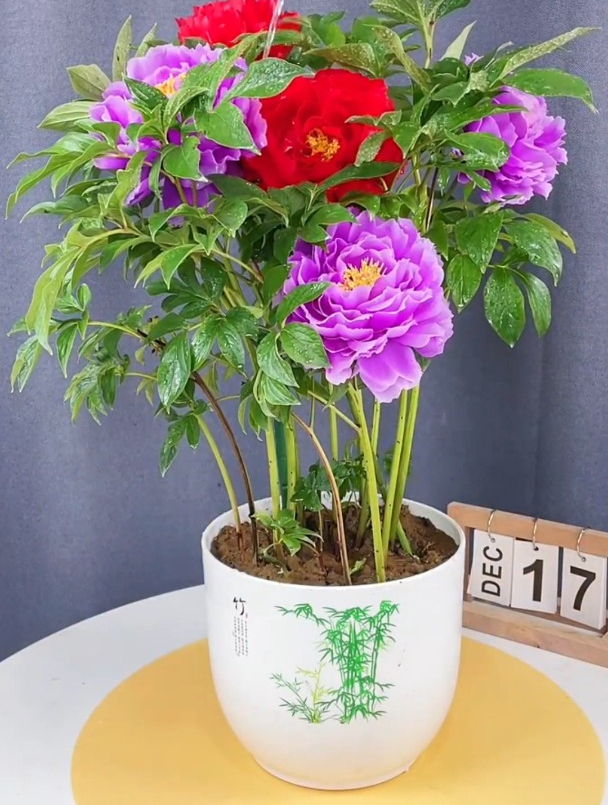 家里养一盆芍药花,可以观花,也可以赏叶,非常好养