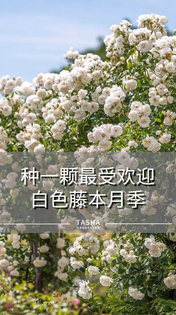 种一颗最受欢迎的白色藤本月季藤冰山