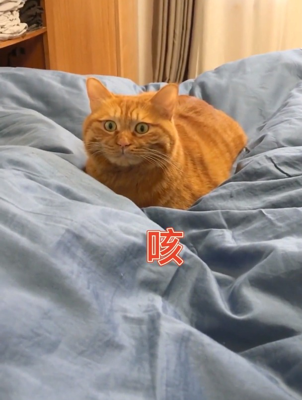 猫咪听到主人咳嗽,表情逐渐惊恐,猫:怕不是有上顿没下顿了