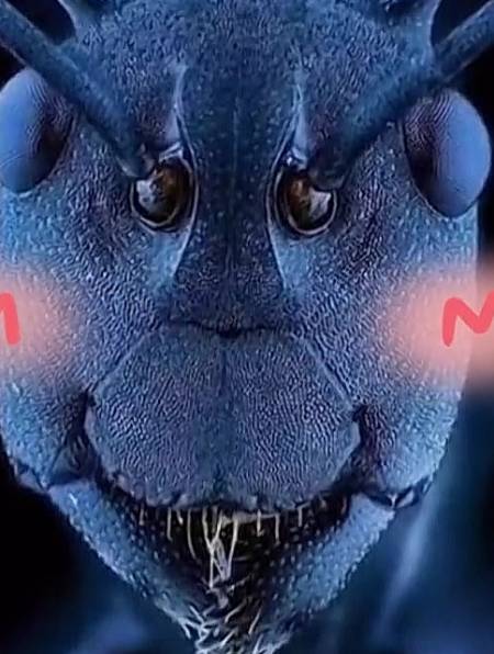 显微镜下蚂蚁的脸居然长这样子-度小视