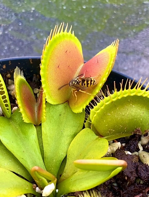 记录捕蝇草捕食蜜蜂的精彩瞬间