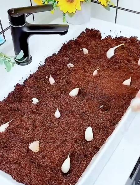 "搬砖搬砖"园艺师都在用的椰砖,你还没有"搬"回家吗?-度小视