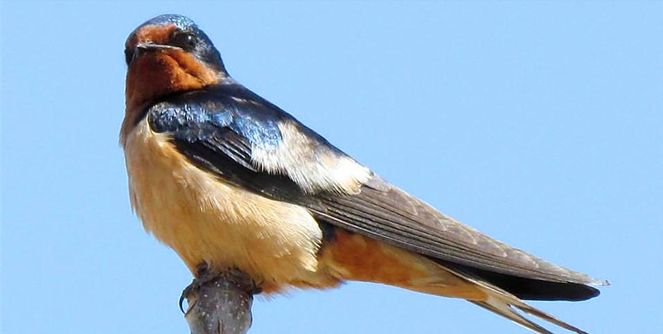 燕子,一个让人见之欢喜的小生