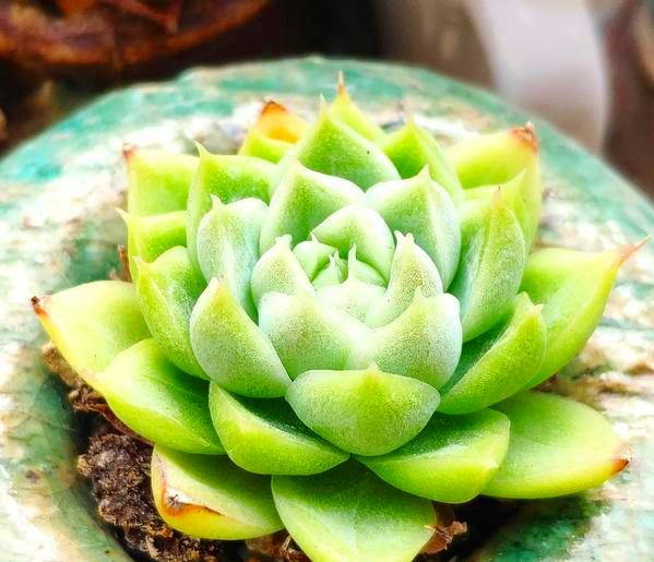 冰清玉洁多肉植物图片