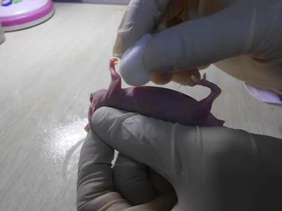 裸鼠皮下成瘤实验解析