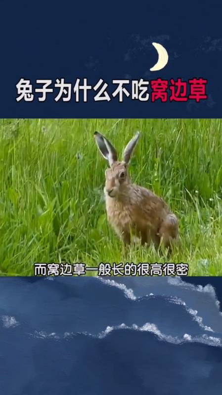 兔子为什么不吃窝边草你知道原因吗