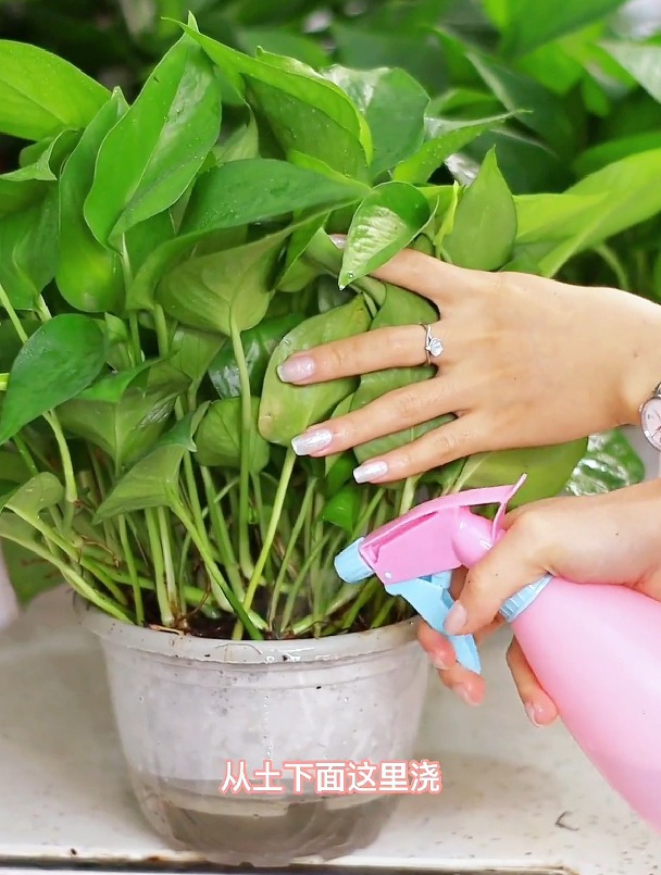 正确的绿萝养殖方法,浇水也有很多学问,从此不再黄叶烂根