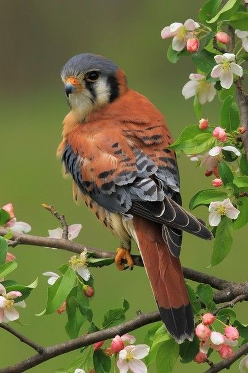 色彩鲜艳的小鸟